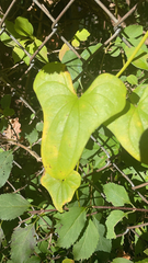 Dioscorea polystachya