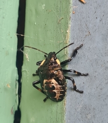 Pinthaeus sanguinipes