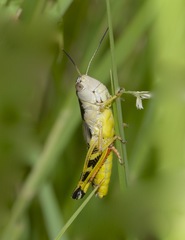 Boopedon flaviventris