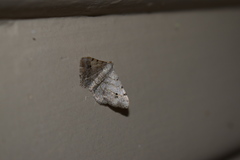Digrammia pallidata
