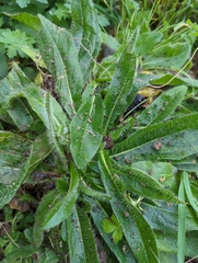 Pilosella aurantiaca