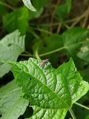 Graphomya maculata