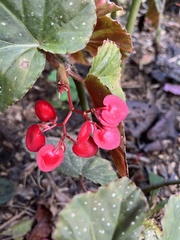 Begonia coccinea