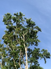Gmelina arborea