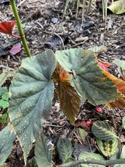Begonia coccinea