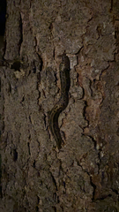 Limax maximus