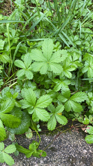 Potentilla reptans