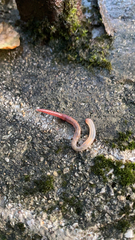 Lumbricus terrestris