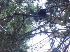 Prosthemadera novaeseelandiae novaeseelandiae