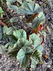 Begonia coccinea