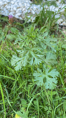 Malva moschata