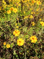 Tagetes tenuifolia