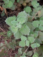 Marrubieae