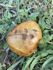 Suillus collinitus