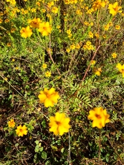 Tagetes tenuifolia