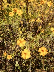 Tagetes tenuifolia