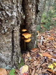 Pycnoporellus fulgens