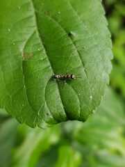 Pseudomyrmex gracilis