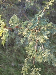Mimosa aculeaticarpa