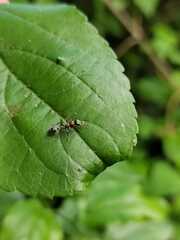 Pseudomyrmex gracilis