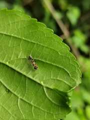 Pseudomyrmex gracilis