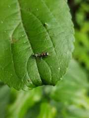 Pseudomyrmex gracilis