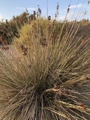 Juncus acutus