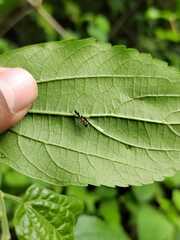 Pseudomyrmex gracilis