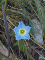 Ipomoea cardiophylla