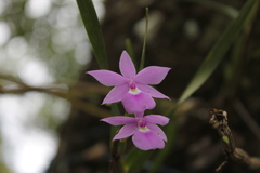 Dimerandra emarginata