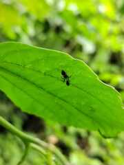 Pseudomyrmex gracilis