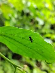 Pseudomyrmex gracilis