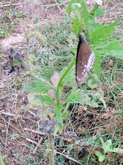 Euploea core