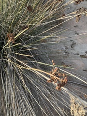 Juncus acutus