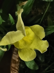 Antirrhinum majus