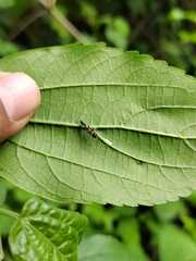 Pseudomyrmex gracilis
