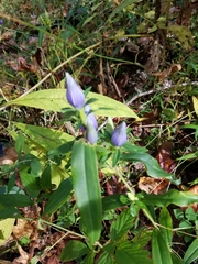 Gentiana andrewsii