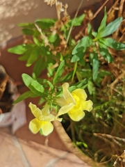Antirrhinum majus