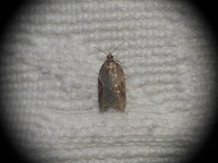 Acleris laterana