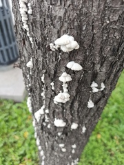 Schizophyllum commune