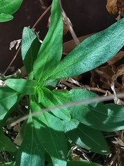Antirrhinum majus