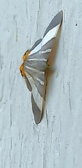 Opisthoxia miletia