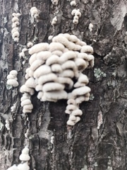 Schizophyllum commune