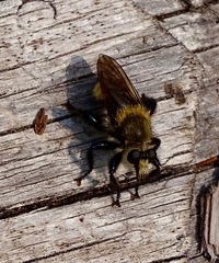 Laphria posticata