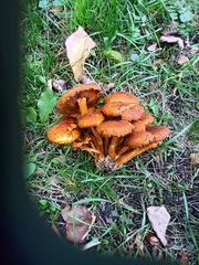 Pholiota