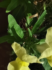 Antirrhinum majus