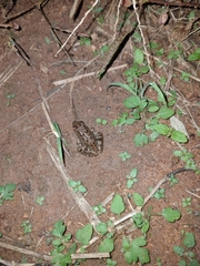 Fejervarya limnocharis