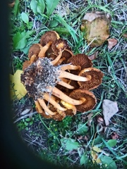 Pholiota