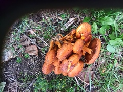 Pholiota
