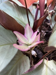 Goeppertia loeseneri